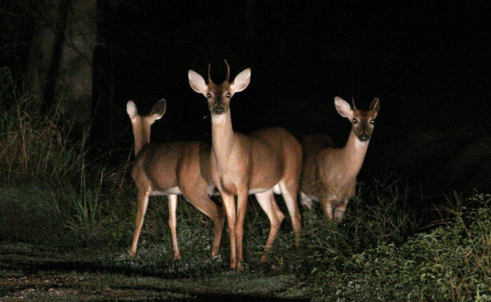 13179357_10207931566821860_3805207952880167352_n